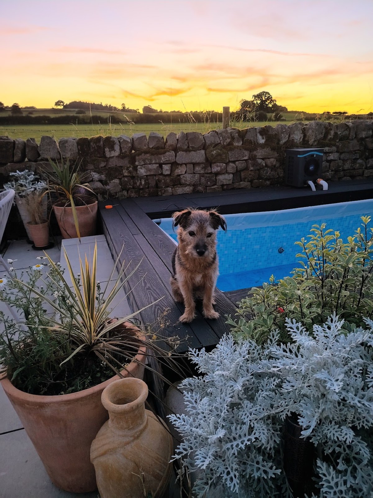 Decked poolside garden at sunset, planted borders and a dog sat on the deck.